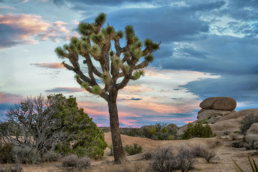 Joshua Tree Sunrise Photograph by Dave Dilli