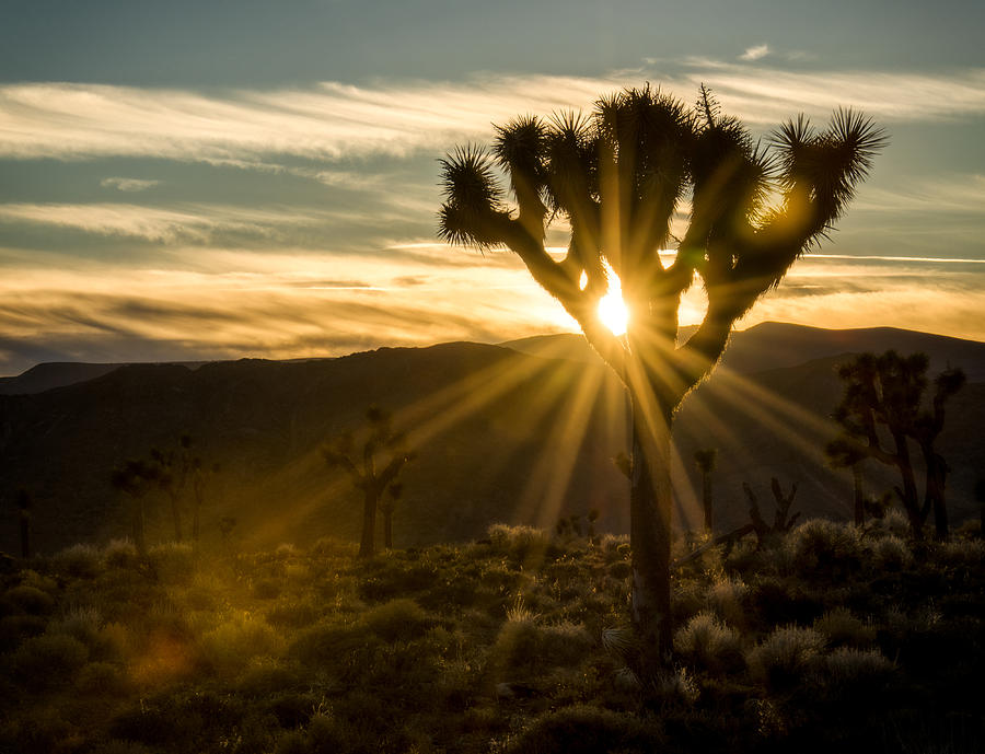 Death Valley National Park Photograph - Joshua Tree Sunset 2 by Matt Hammerstein