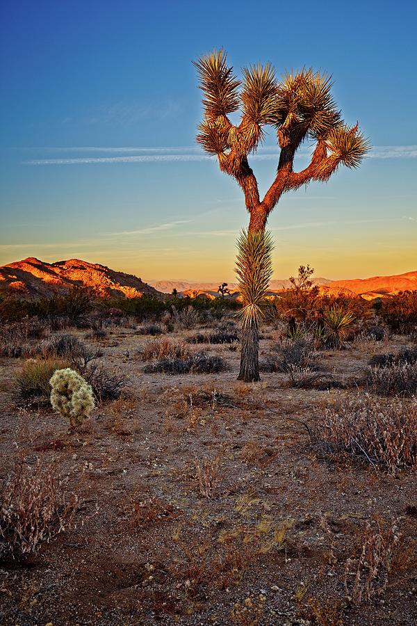 Joshua Tree Sunset Photograph by Bill Thomas - Fine Art America