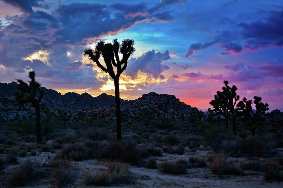 Joshua Tree Sunset Colors Photograph by Kyle Hanson