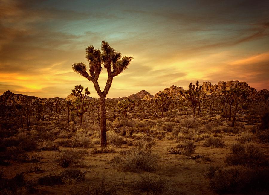 Joshua Tree Sunset by Geoff Coleman Joshua Tree Sunset by Geoff Coleman
