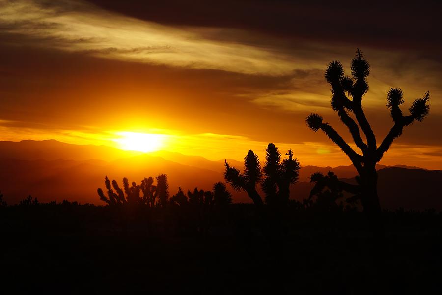 Joshua Tree Sunset in Nevada Photograph by Tranquil Light Photography