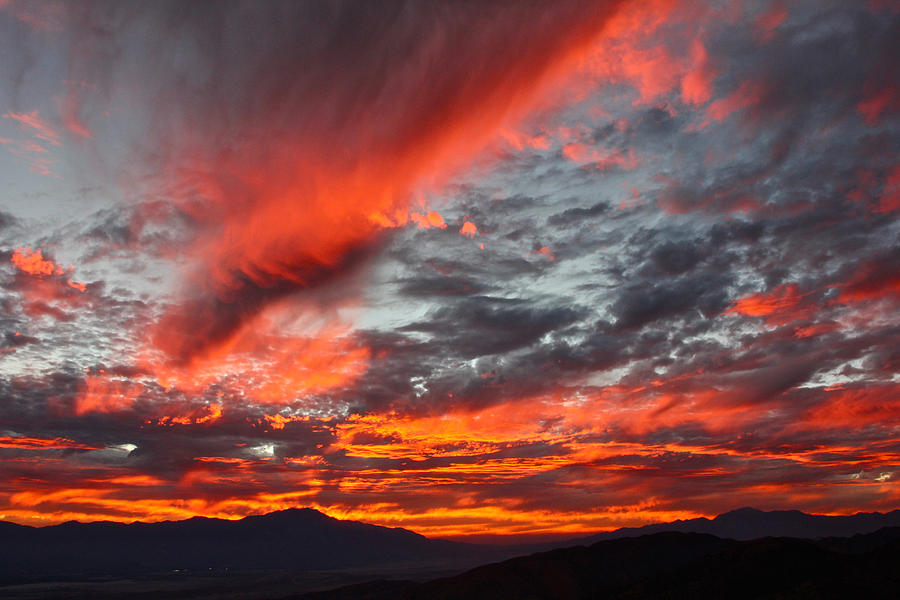 Joshua Tree Sunset Photograph by Jon Reddin - Fine Art America