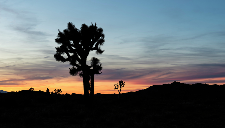 Joshua Tree Sunset Photograph by Loree Johnson