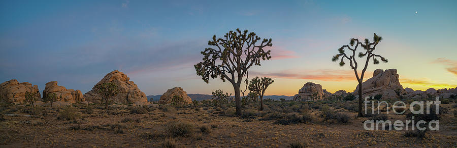 Joshua Tree Sunset  Photograph by Michael Ver Sprill