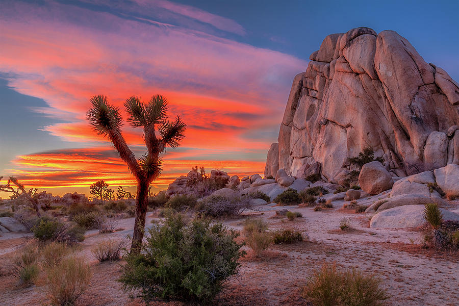 Joshua Tree Sunset Photograph By Peter Tellone