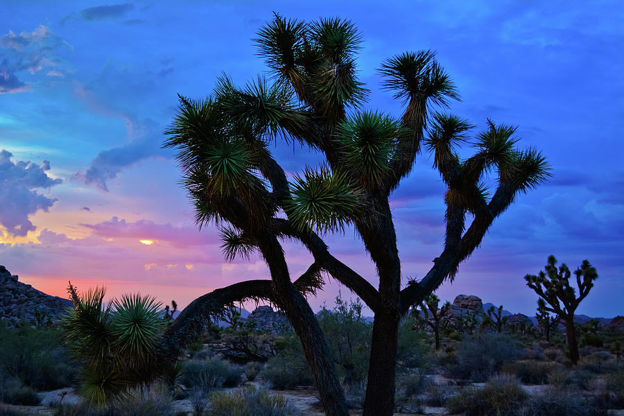 Joshua Tree Sunset Sky Photograph by Kyle Hanson