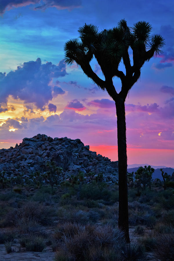 Joshua Tree Sunset Sky Portrait Photograph by Kyle Hanson