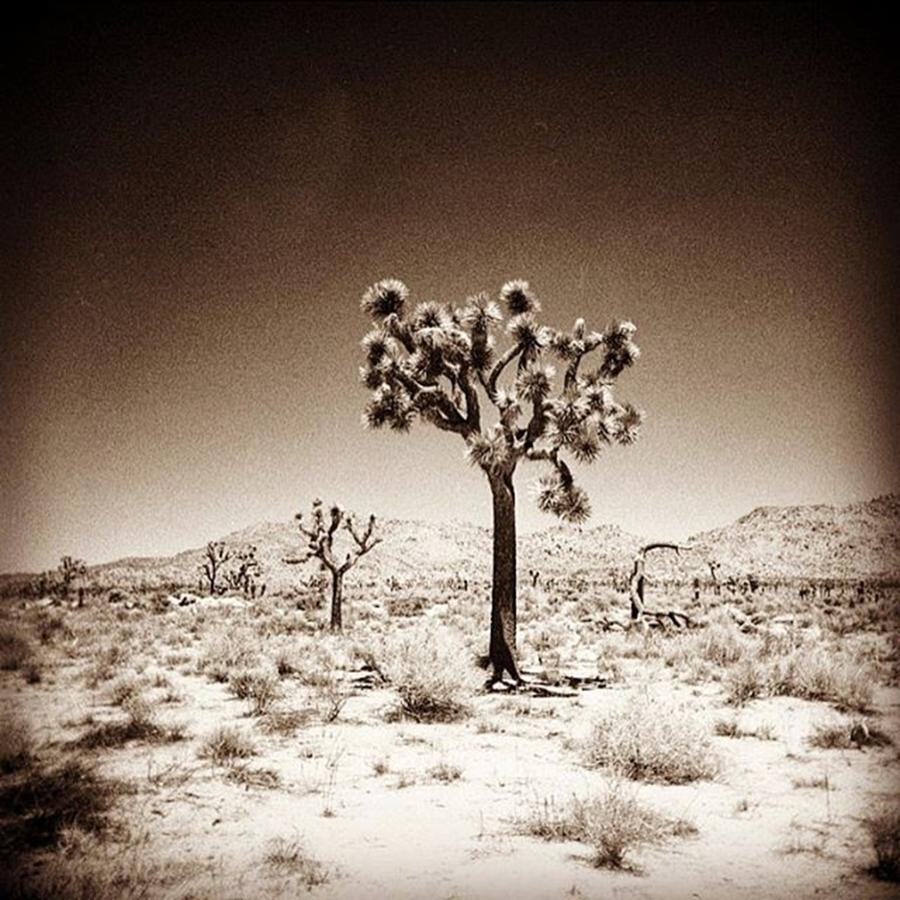 Lomography Photograph - Joshua Tree Taken With A #holga  #film by Alex Snay