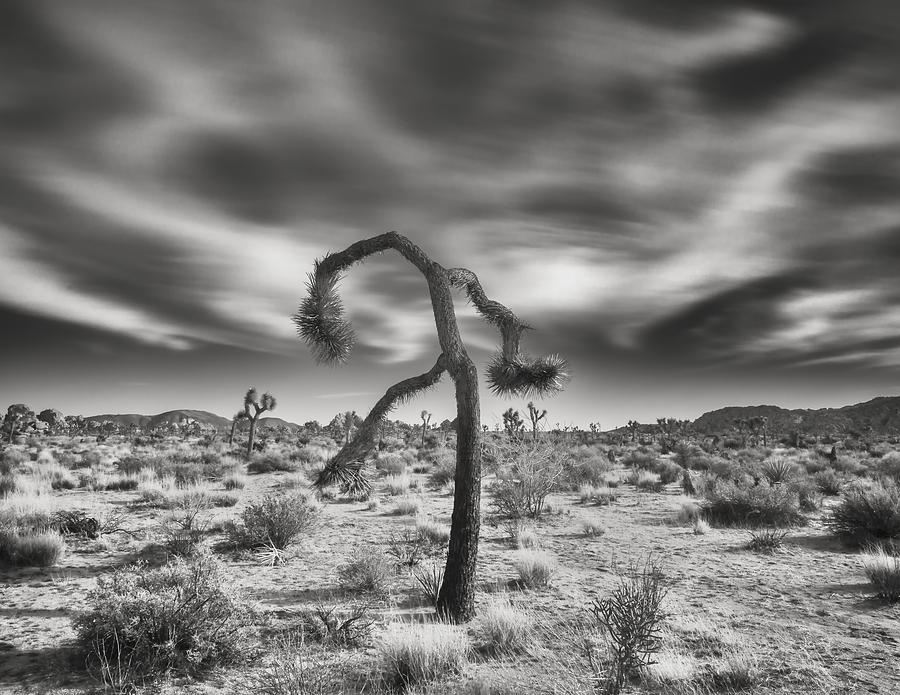 Joshua Tree with Cloudscape Photograph by Joseph Smith