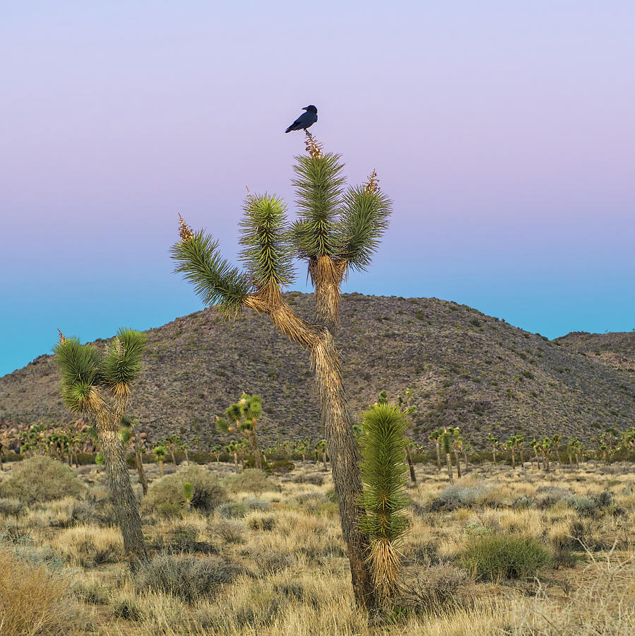 Joshua Tree with Crow Photograph by Joseph Smith