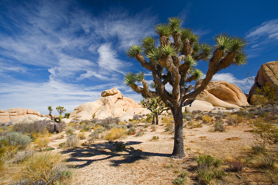 Joshua Tree With Shadow Photograph by Panoramic Images