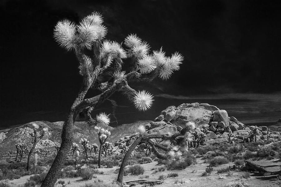 Joshua Trees and Boulders in Infrared Black and White Photograph by Randall Nyhof