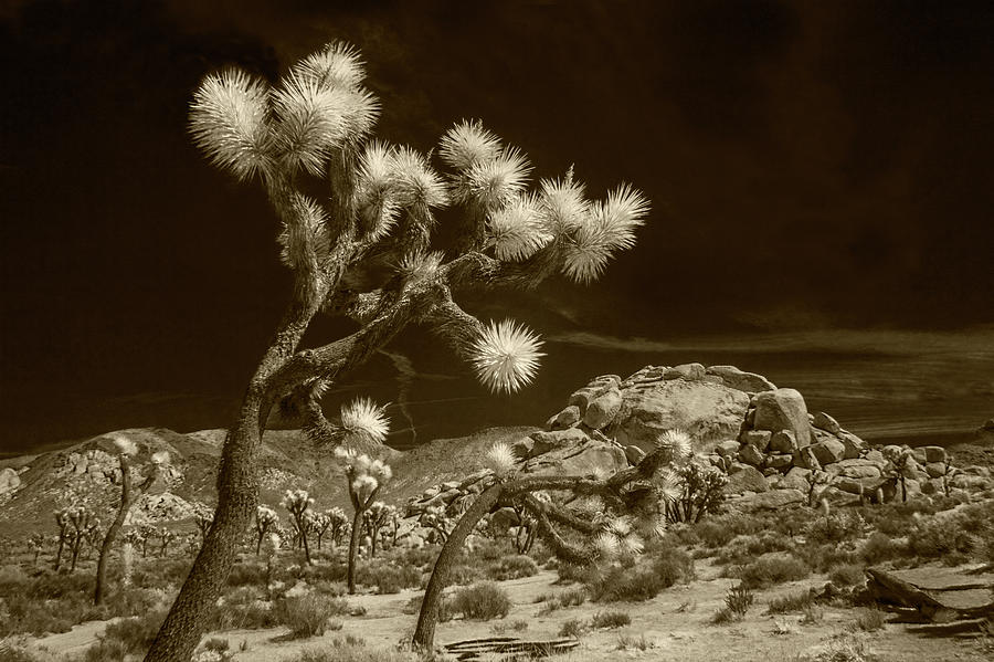 Joshua Trees and Boulders in Infrared Sepia Tone Photograph by Randall Nyhof