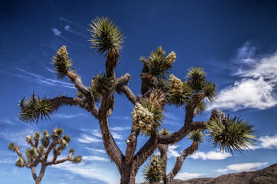 Joshua Trees and Clouds in Joshua Tree National Park Photograph by Randall Nyhof