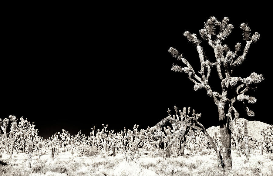 Joshua Trees at Mojave National Preserve Photograph by John Rizzuto