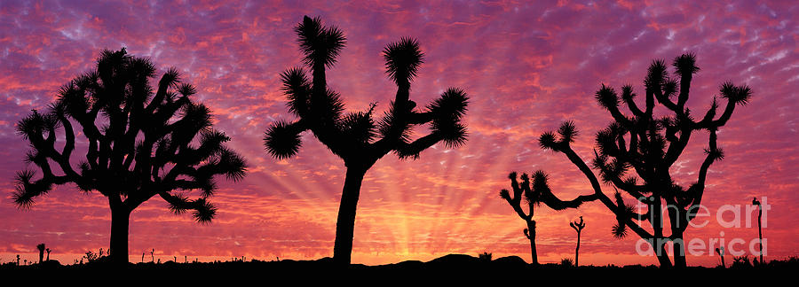 Joshua trees at sunrise Photograph by Warren Photographic