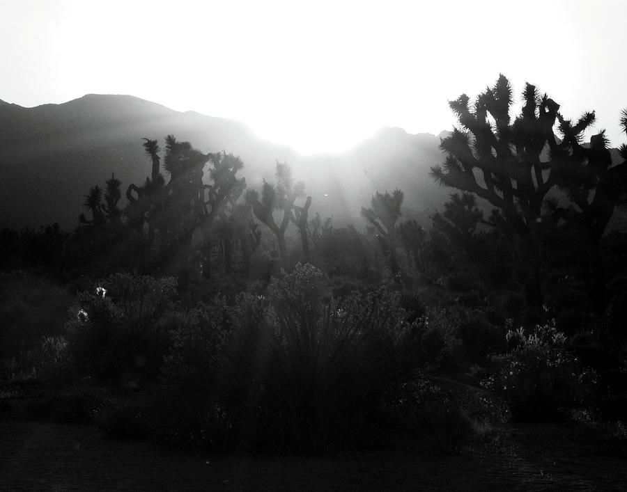 Joshua Trees at Sunset 1 Photograph by Patricia Quandel