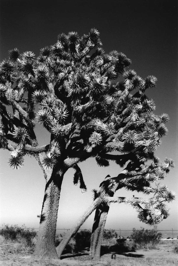 Joshua Trees Photograph by Heidi Fickinger