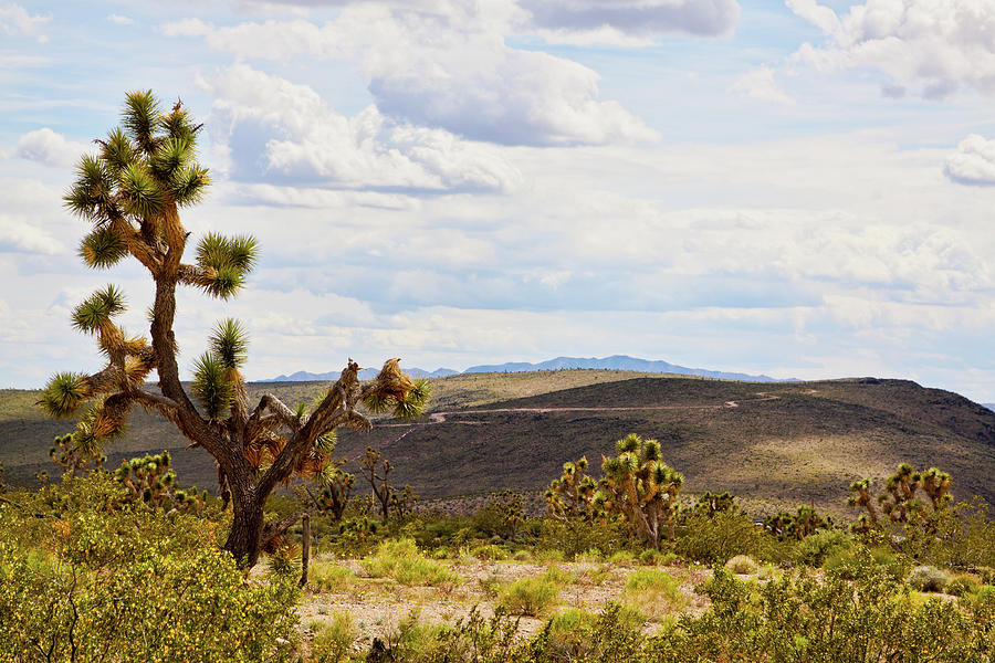 Joshua trees in Arizona Photograph by Tatiana Travelways