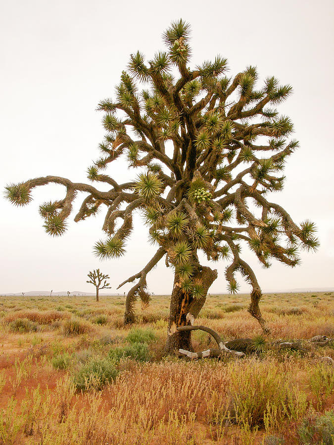 Joshua trees in desert Photograph by Mike Evangelist