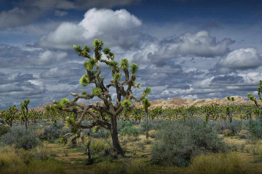 Joshua Trees under a Cloudy Blue Sky Photograph by Randall Nyhof