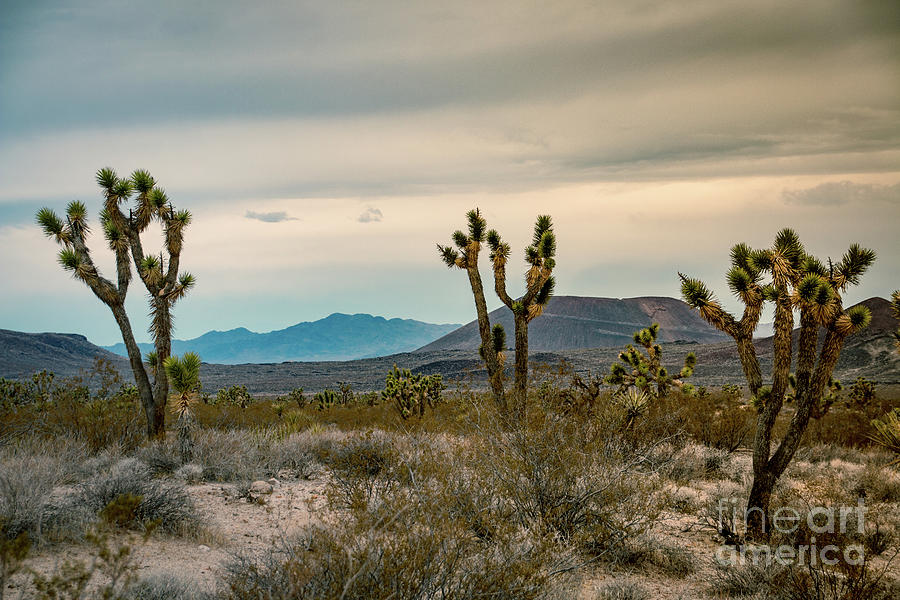 Joshua Trees with hills in the background in the USA Photograph by Amanda Mohler