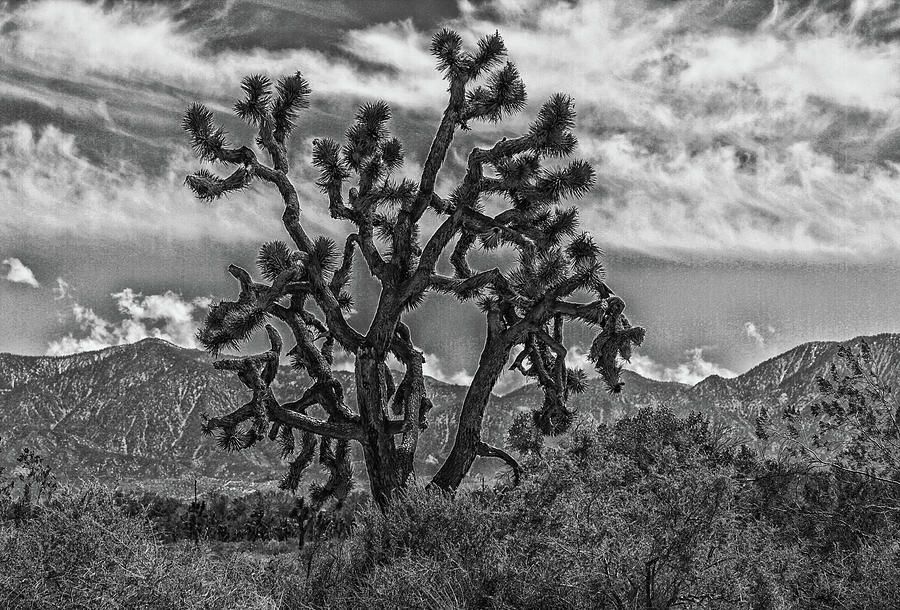 Joshusa Tree 2 BW Photograph by Robert Hebert