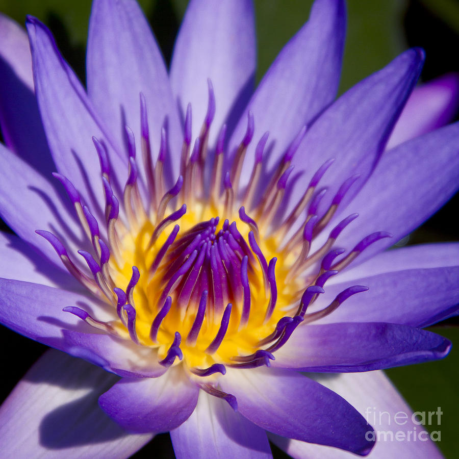 Flower Photograph - Journey Into The Heart Of Love by Sharon Mau