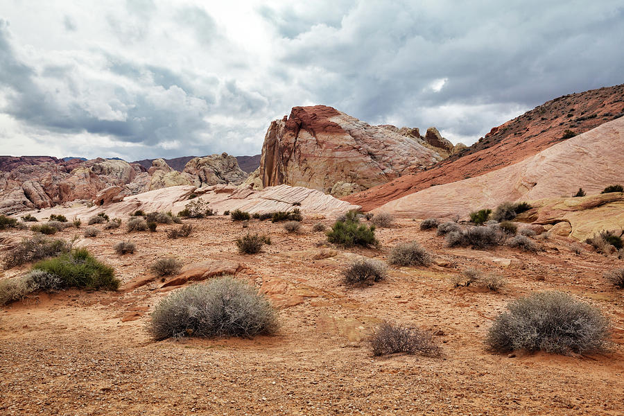 Nature Photograph - Journey through the Desert by Evgeniya Lystsova
