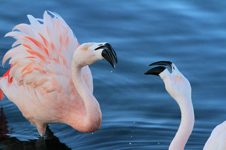 Flamingo Photograph - Jousting  by Shoal Hollingsworth