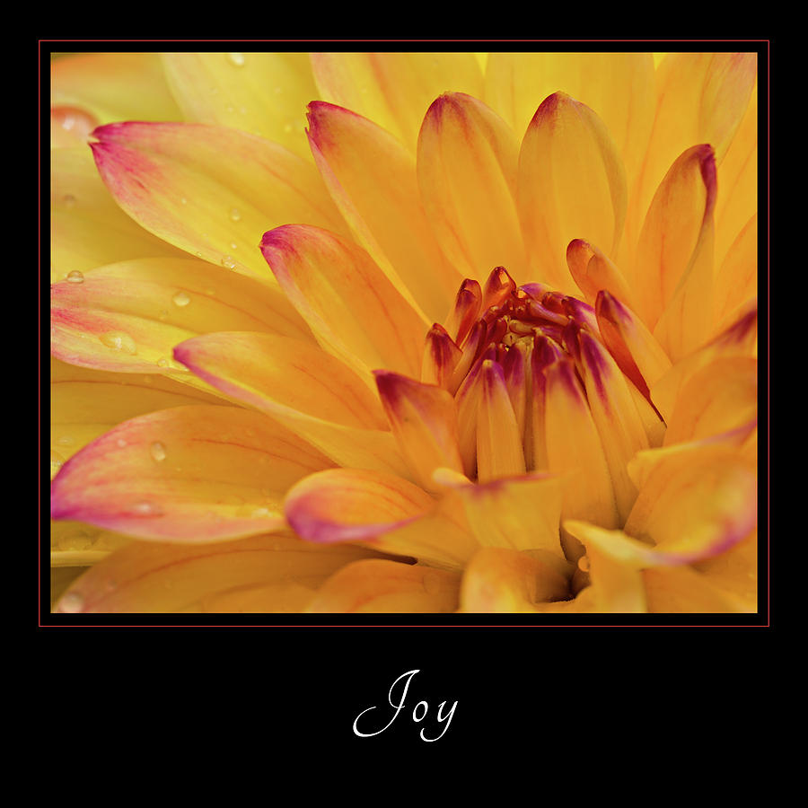 Joy 1 Photograph by Mary Jo Allen