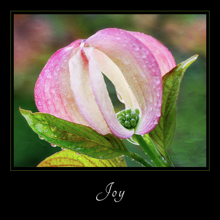 Joy 3 Photograph by Mary Jo Allen