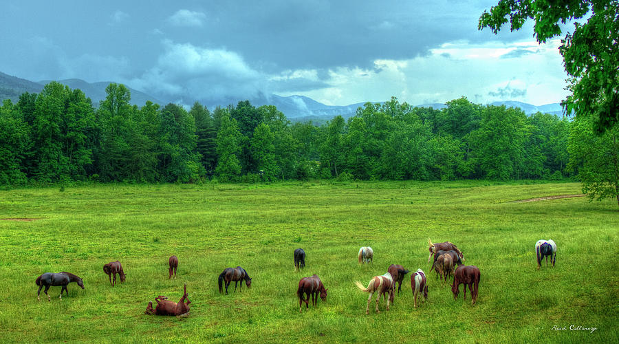 Joy After A Rain 2 Cades Cove Horses Great Smoky Mountain Art Photograph by Reid Callaway