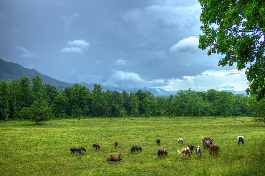 Cades Cove Horses Great Smoky Mountains National Park Tennessee Wildlife Art Photograph by Reid Callaway