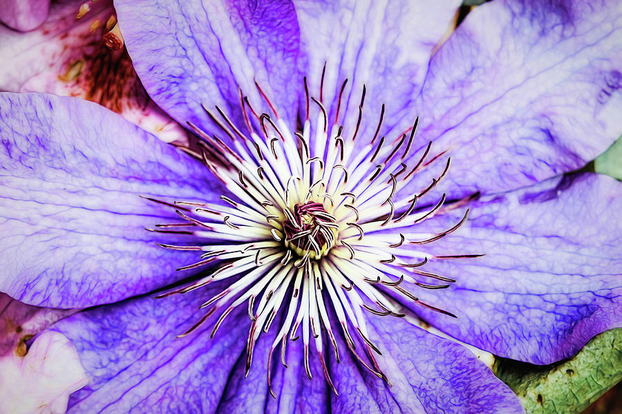 Clematis Photograph - Joy And Inspiration by Jessica Manelis Clematis Photograph - Joy And Inspiration by Jessica Manelis