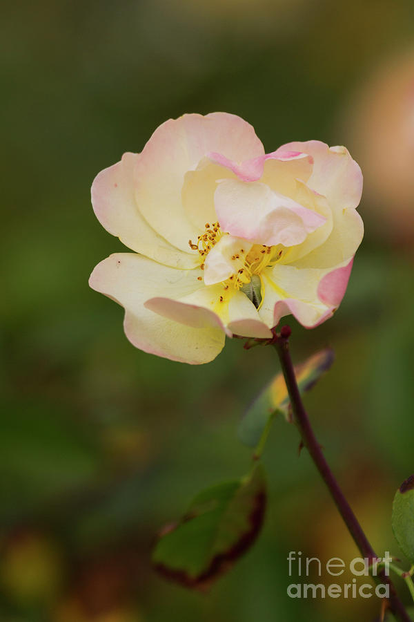 Joy blooms in pink and yellow Photograph by Ruth Jolly