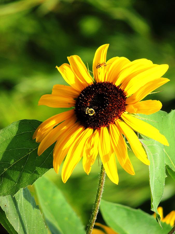 Sunflower Photograph - Joy in a Sunflower by Karen Majkrzak