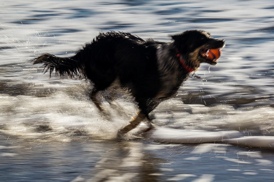 Dog Photograph - Joy in Motion by Shawn Jeffries