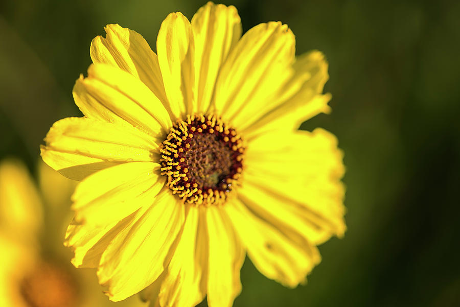 California Wildflower Love In Yellow Photograph by Joseph S Giacalone