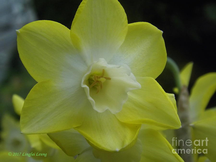 Joy of Spring Daffodil Photograph by Lingfai Leung