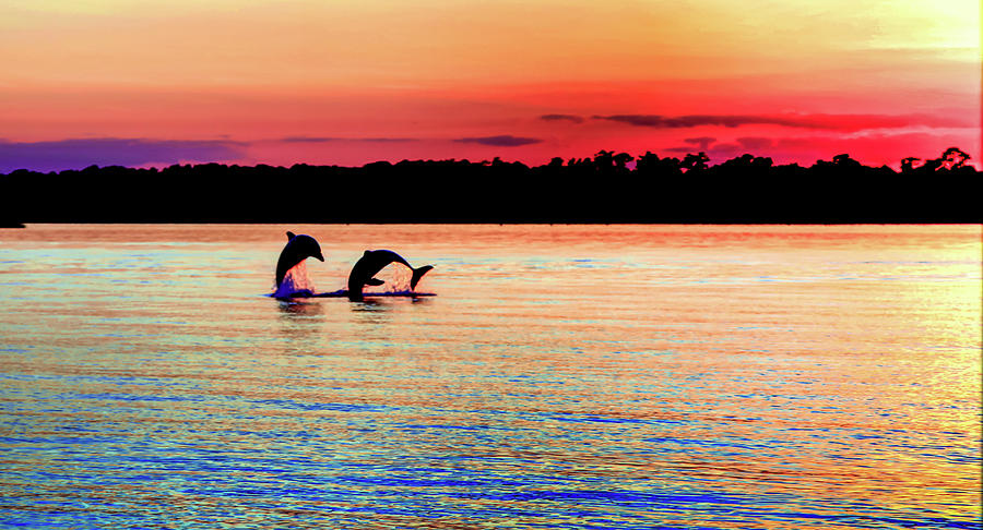 Dolphin Photograph - Joy Of The Dance by Karen Wiles