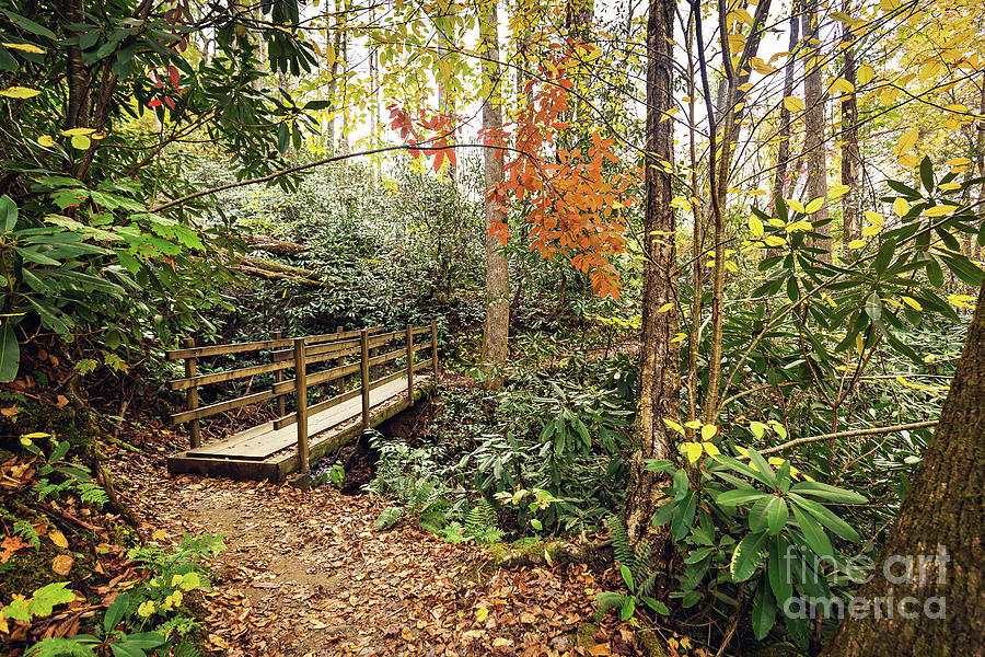 are dogs allowed in joyce kilmer memorial forest