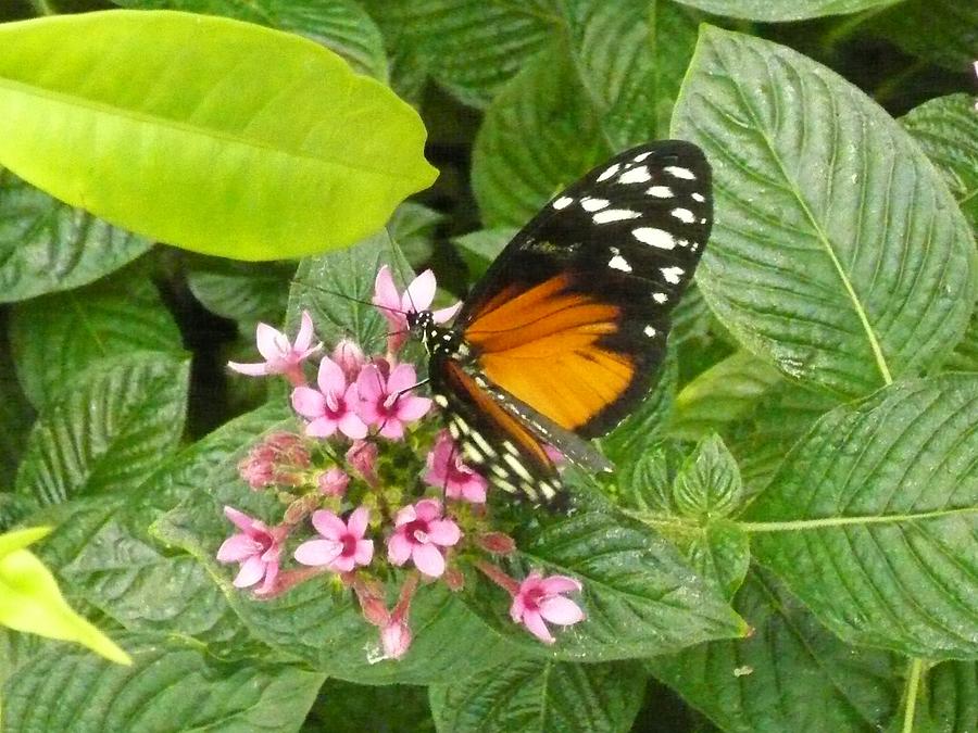 Joyful Butterfly Photograph By Connie Young | Fine Art America