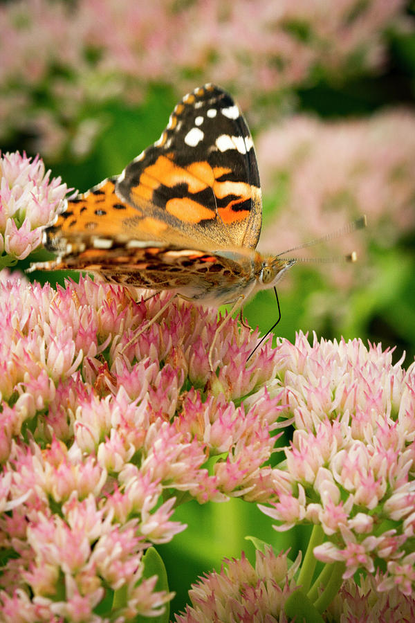Joyful Butterfly Photograph by Jean Noren