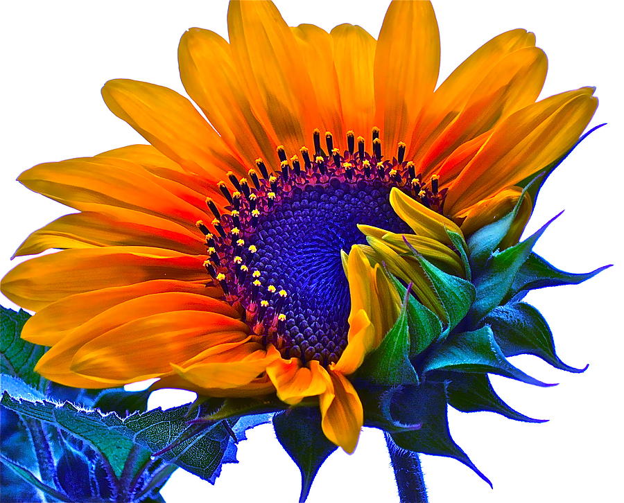 Sunflower Photograph - Joyful by Gwyn Newcombe