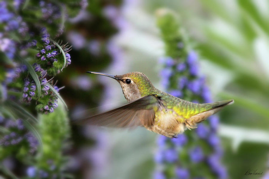 Joyful Hummingbird Photograph by Diana Haronis