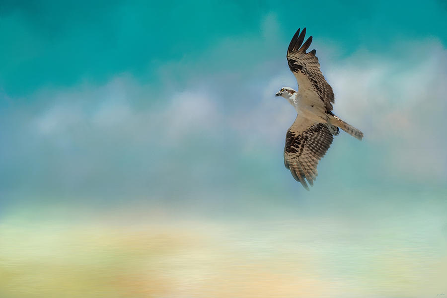 Osprey Photograph - Joyful Morning Flight - Osprey by Jai Johnson