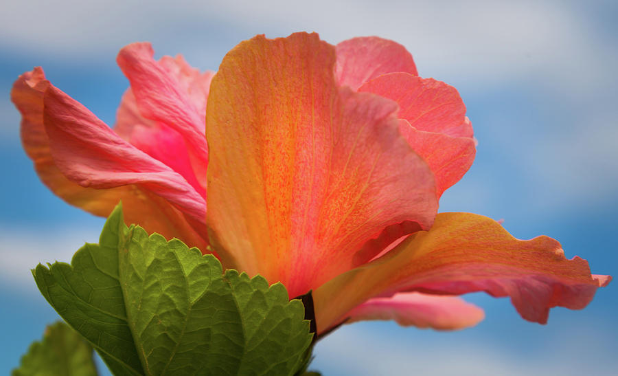 Coral Hibiscus Photograph - Joyful Nature by Karen Wiles