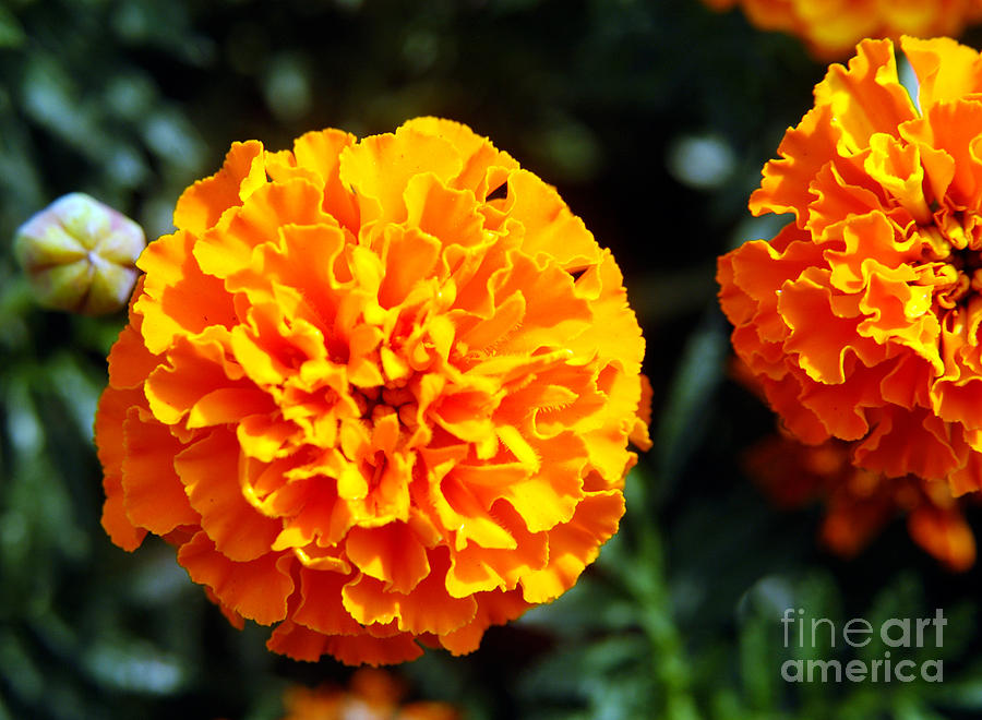 Joyful Orange Floral Lace Photograph by Clayton Bruster